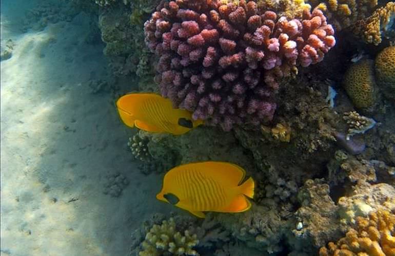 Schnorchelausflug zur Sharm El Naga Bucht von El Gouna aus