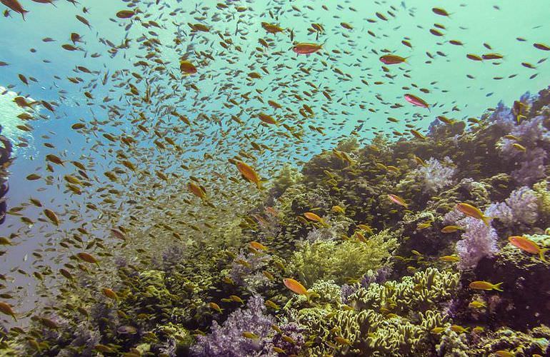 Schnorchelausflug zur Sharm El Naga Bucht von El Gouna aus