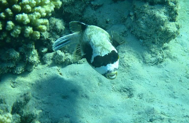 Schnorchelausflug zur Sharm El Naga Bucht von El Gouna aus