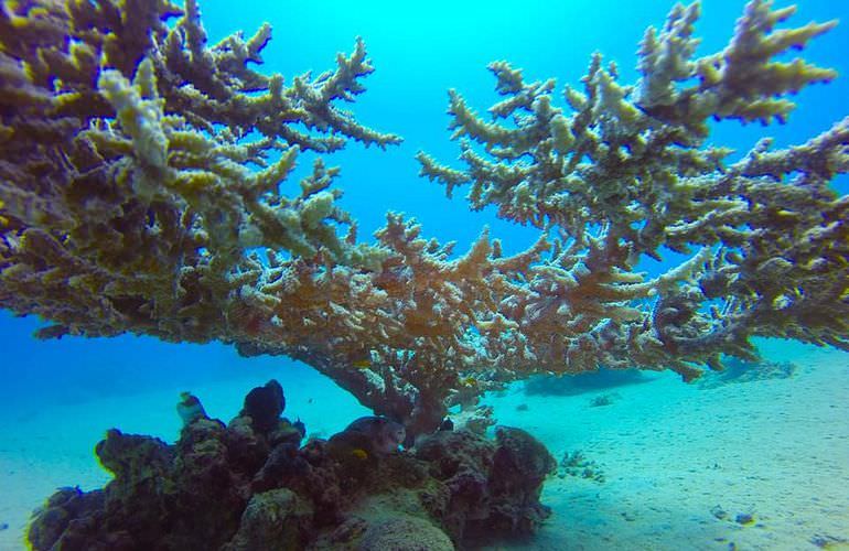 Schnorchelausflug zur Sharm El Naga Bucht von El Gouna aus