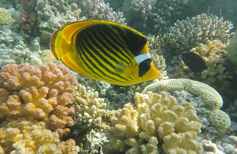 Schnorchelausflug zur Sharm El Naga Bucht von El Gouna aus