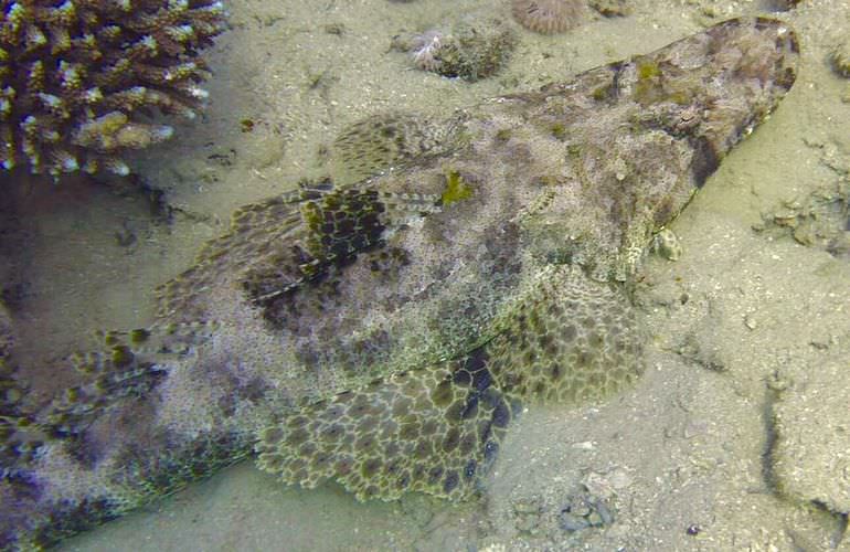 Schnorchelausflug zur Sharm El Naga Bucht von El Gouna aus