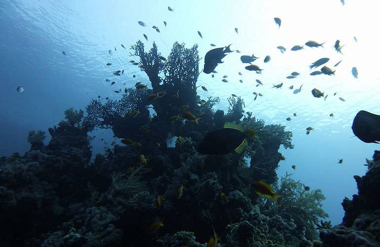 Schnorchelausflug zur Sharm El Naga Bucht von El Gouna aus