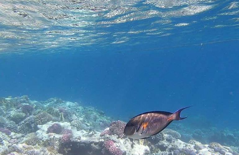 Schnorchelausflug zur Sharm El Naga Bucht von El Gouna aus