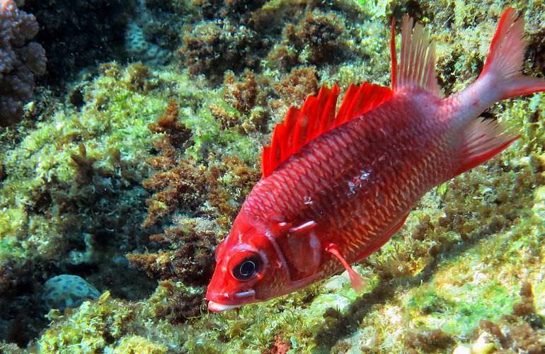 Schnorchelausflug zur Sharm El Naga Bucht von El Gouna aus