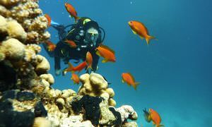 Fun Diving El Gouna - Ganztägige Tauchfahrt mit 2 Tauchgängen