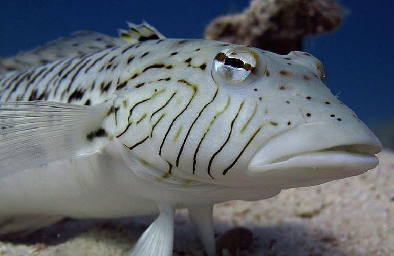 Auffrischungskurs: PADI Scuba Review Programm in El Gouna