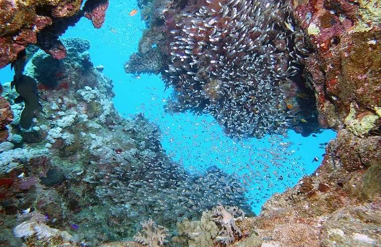 Fun Diving El Gouna - Ganztägige Tauchfahrt mit 2 Tauchgängen