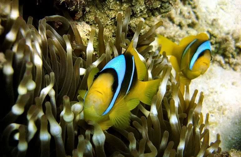 Tagesausflug Tauchen in El Gouna - Tauchen lernen