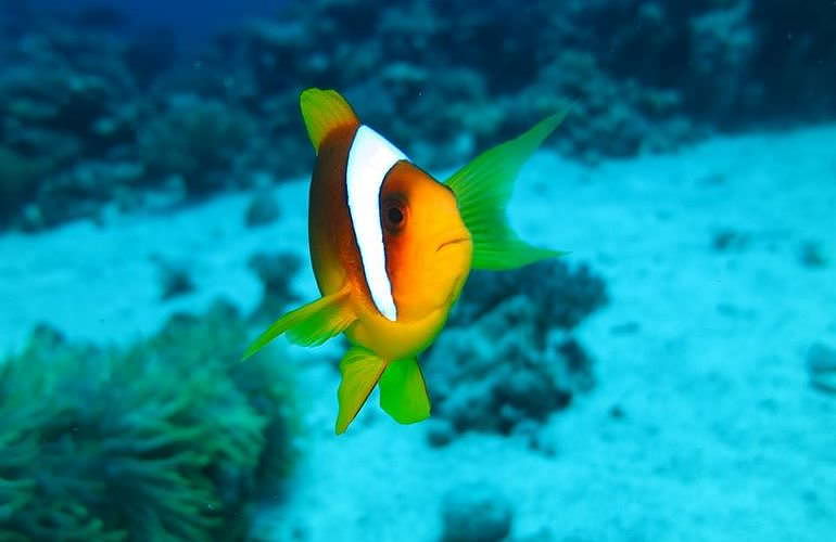 Fun Diving El Gouna - Ganztägige Tauchfahrt mit 2 Tauchgängen