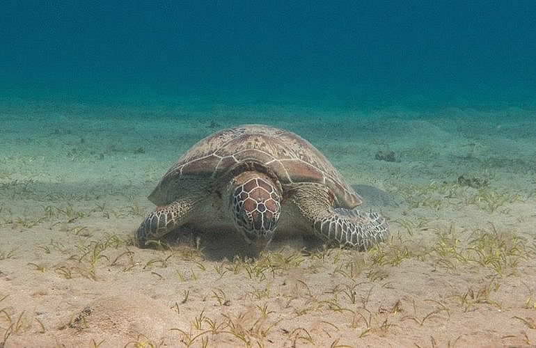 PADI Scuba Diver Kurs in El Gouna - Schnuppertauchkurs 1 Tag