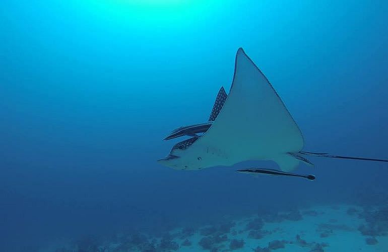 PADI Advanced Open Water Diver, Tauchkurs für Fortgeschrittene in El Gouna