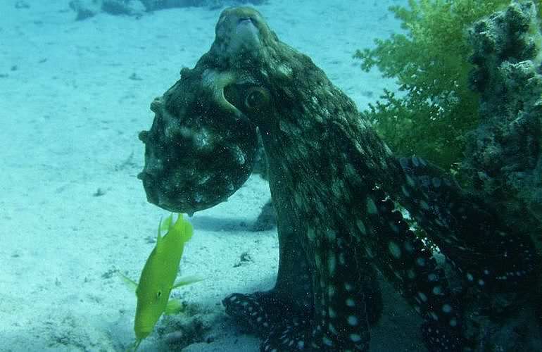 Tagesausflug Tauchen in El Gouna - Tauchen lernen