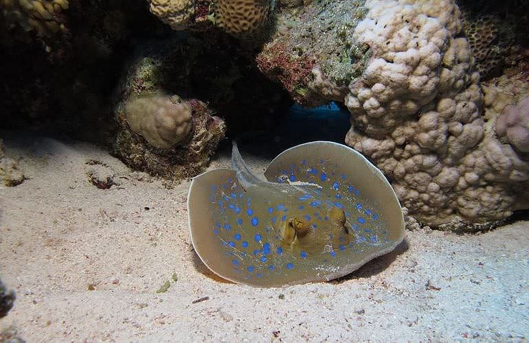 Fun Diving El Gouna - Ganztägige Tauchfahrt mit 2 Tauchgängen