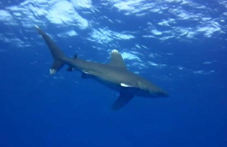 PADI Open Water Diver, der Einsteiger Tauchkurs in El Gouna