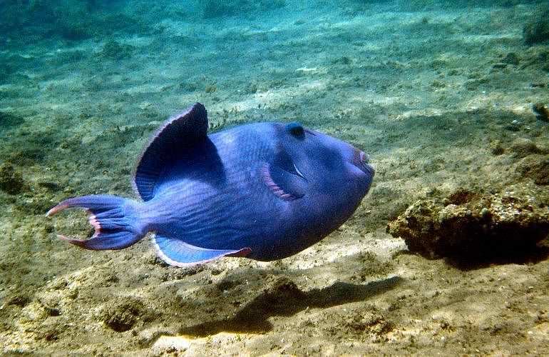 Fun Diving El Gouna - Ganztägige Tauchfahrt mit 2 Tauchgängen