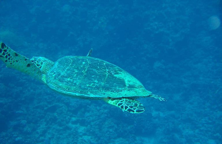 Auffrischungskurs: PADI Scuba Review Programm in El Gouna