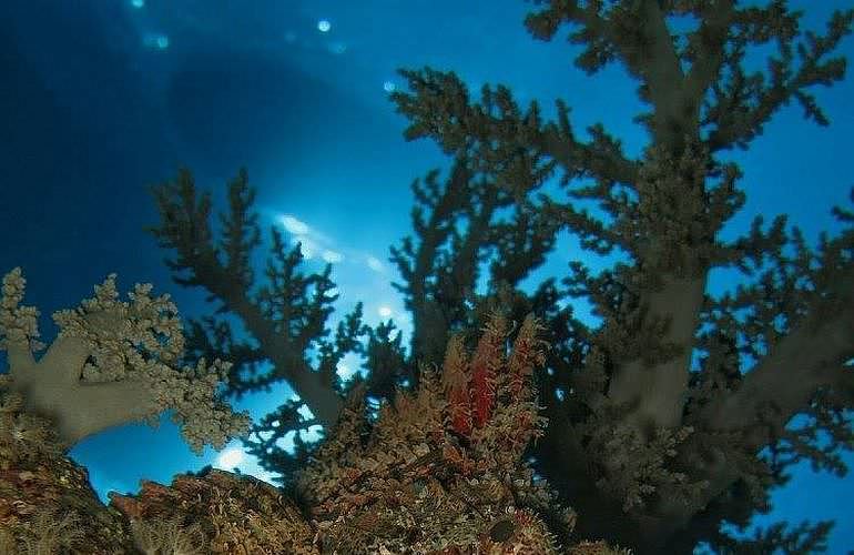 Fun Diving El Gouna - Ganztägige Tauchfahrt mit 2 Tauchgängen