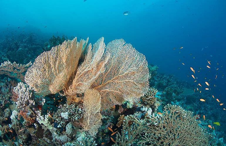 Tagesausflug Tauchen in El Gouna - Tauchen lernen