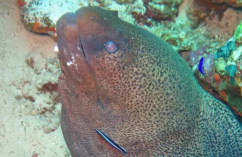 PADI Open Water Diver, der Einsteiger Tauchkurs in El Gouna