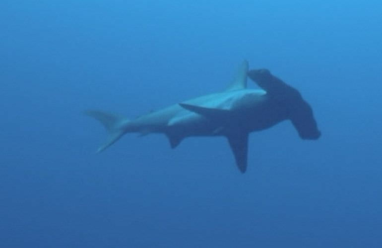 Auffrischungskurs: PADI Scuba Review Programm in El Gouna