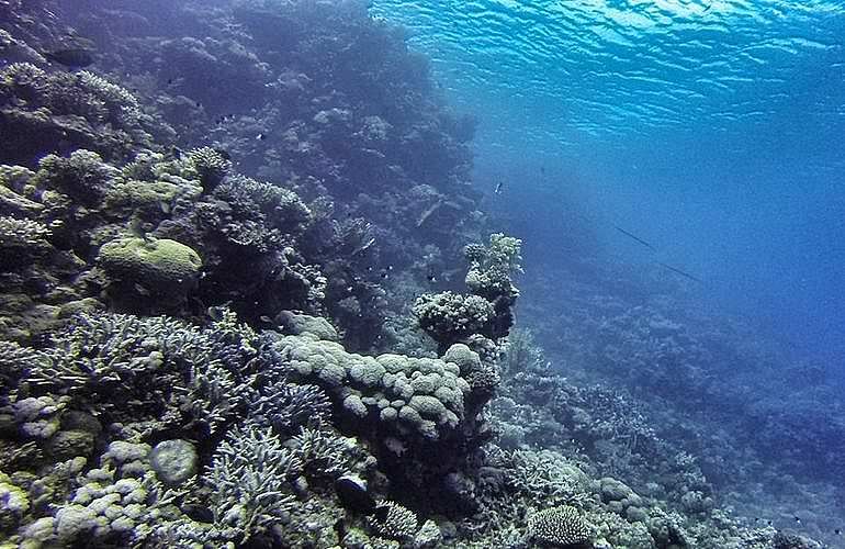 Tagesausflug Tauchen in El Gouna - Tauchen lernen