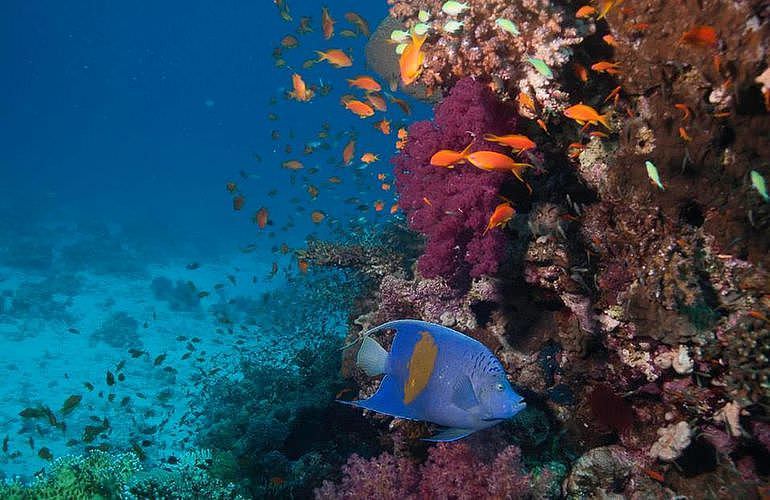 PADI Advanced Open Water Diver, Tauchkurs für Fortgeschrittene in El Gouna