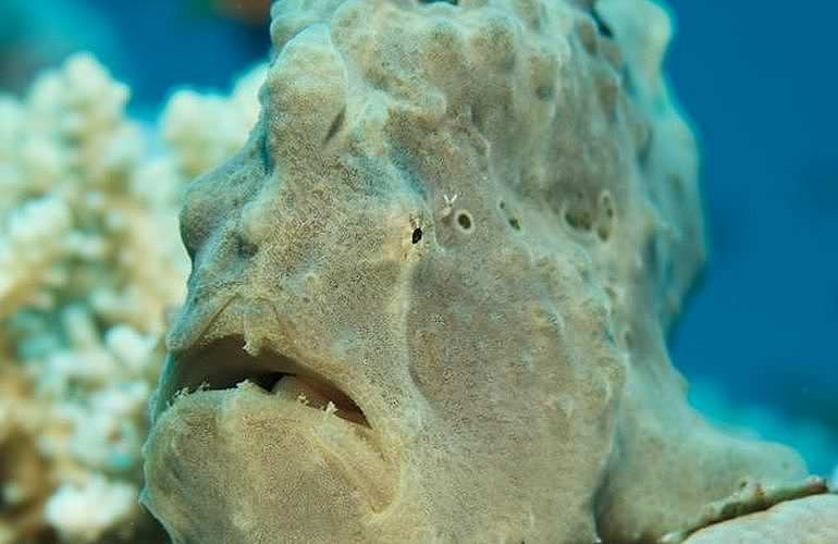 PADI Open Water Diver, der Einsteiger Tauchkurs in El Gouna