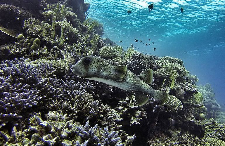 PADI Scuba Diver Kurs in El Gouna - Schnuppertauchkurs 1 Tag