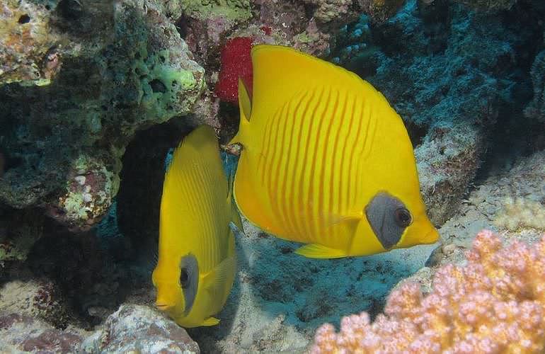 Fun Diving El Gouna - Ganztägige Tauchfahrt mit 2 Tauchgängen