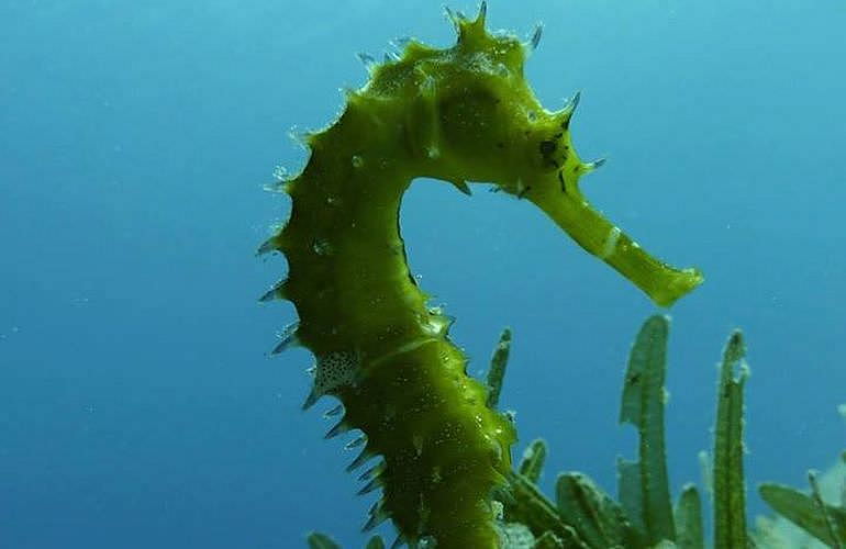 Fun Diving El Gouna - Ganztägige Tauchfahrt mit 2 Tauchgängen