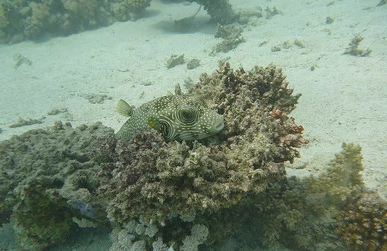 Tagesausflug Tauchen in El Gouna - Tauchen lernen