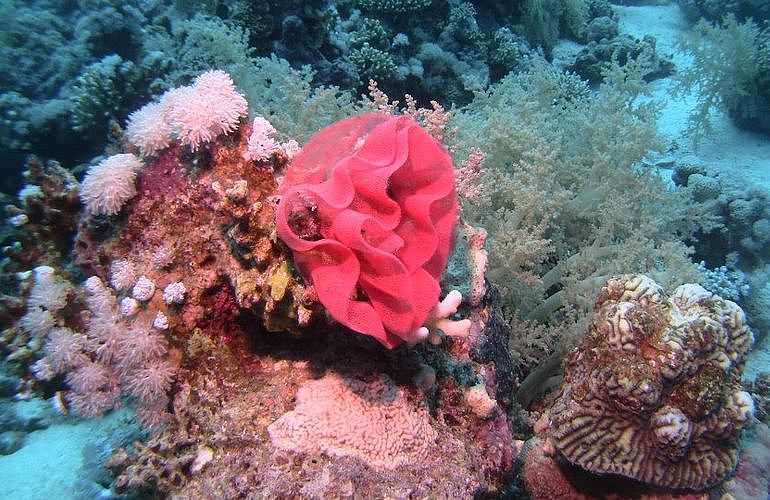 PADI Advanced Open Water Diver, Tauchkurs für Fortgeschrittene in El Gouna