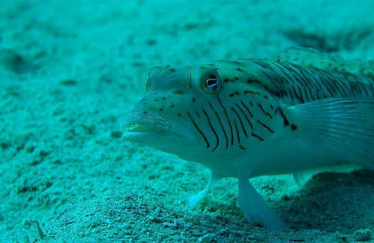 Fun Diving El Gouna - Ganztägige Tauchfahrt mit 2 Tauchgängen