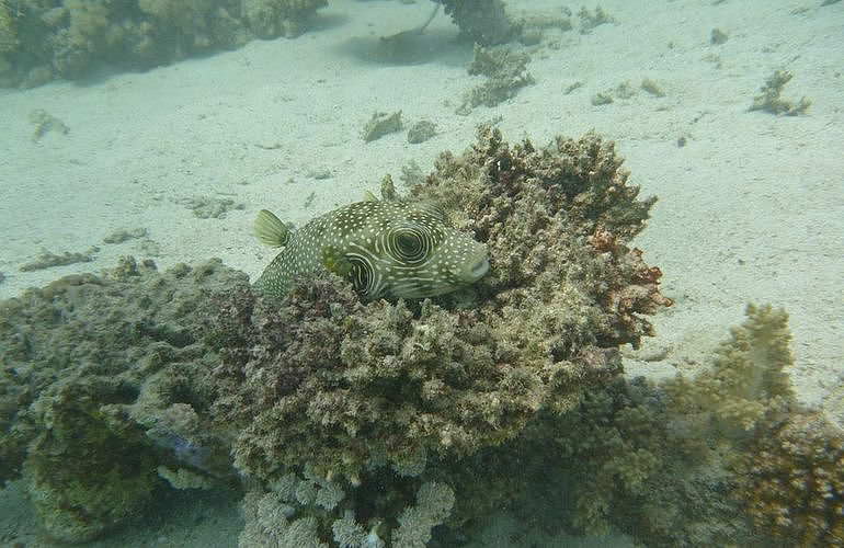 PADI Open Water Diver, der Einsteiger Tauchkurs in El Gouna