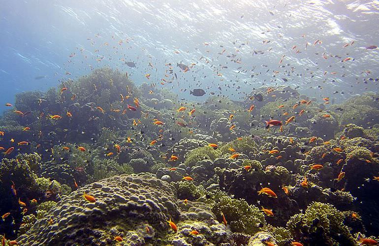 Tauchausflüge für Fortgeschrittene und Anfänger ab El Gouna