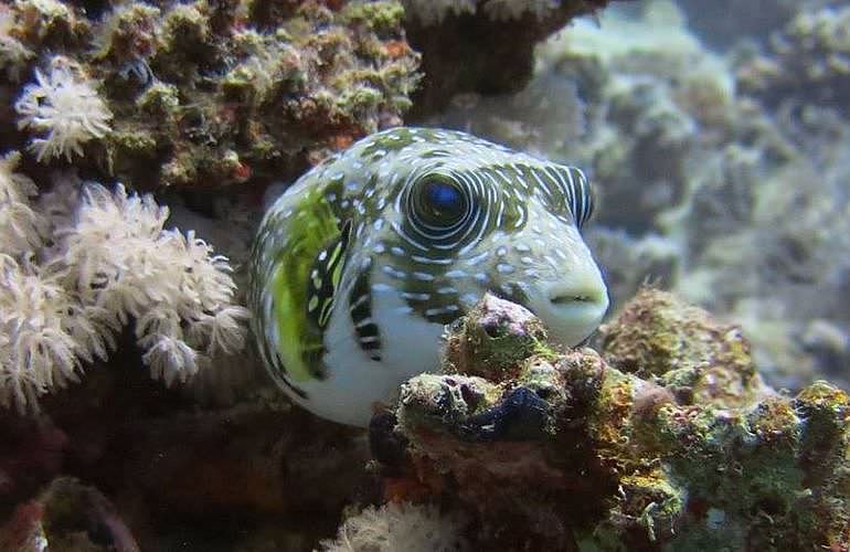 PADI Advanced Open Water Diver, Tauchkurs für Fortgeschrittene in El Gouna