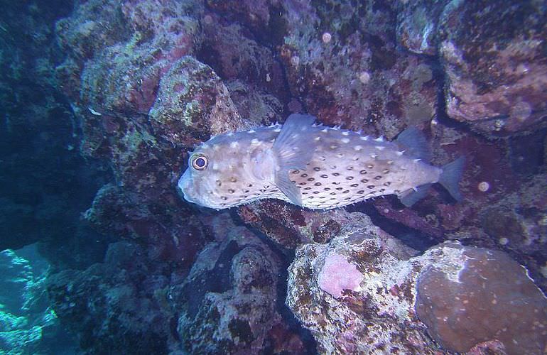 Auffrischungskurs: PADI Scuba Review Programm in El Gouna