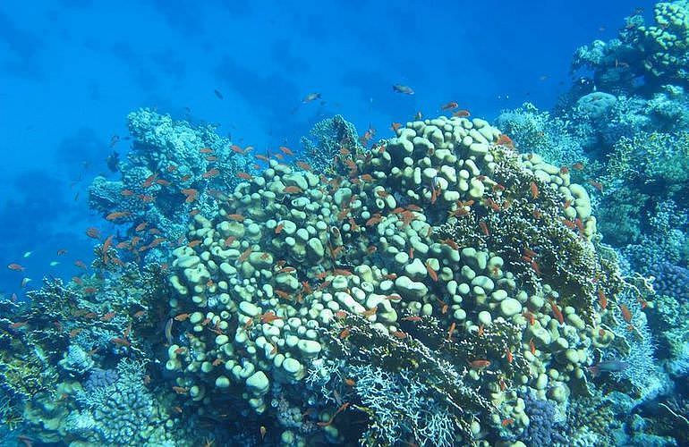 Fun Diving El Gouna - Ganztägige Tauchfahrt mit 2 Tauchgängen