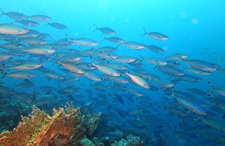 Fun Diving El Gouna - Ganztägige Tauchfahrt mit 2 Tauchgängen