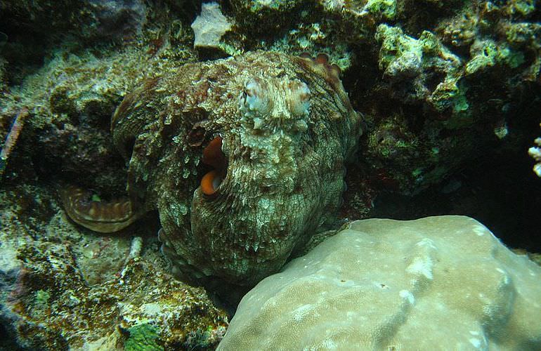 Auffrischungskurs: PADI Scuba Review Programm in El Gouna