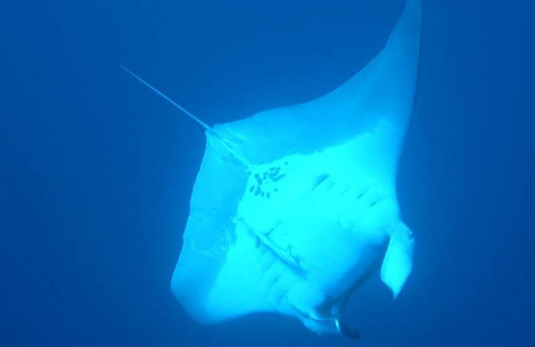 PADI Open Water Diver, der Einsteiger Tauchkurs in El Gouna