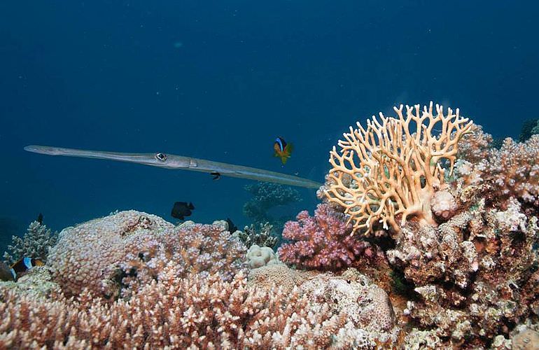 Auffrischungskurs: PADI Scuba Review Programm in El Gouna