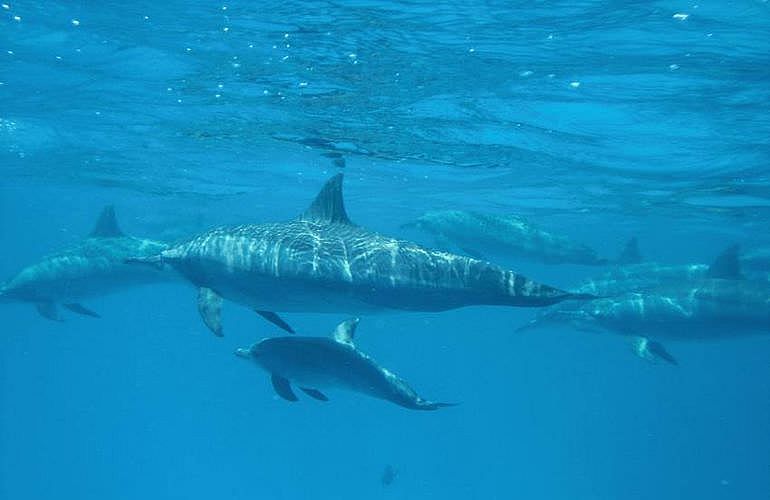 PADI Open Water Diver, der Einsteiger Tauchkurs in El Gouna