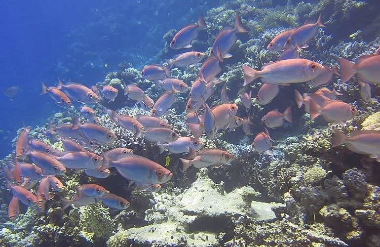 PADI Advanced Open Water Diver, Tauchkurs für Fortgeschrittene in El Gouna