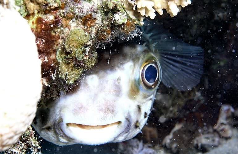 PADI Scuba Diver Kurs in El Gouna - Schnuppertauchkurs 1 Tag