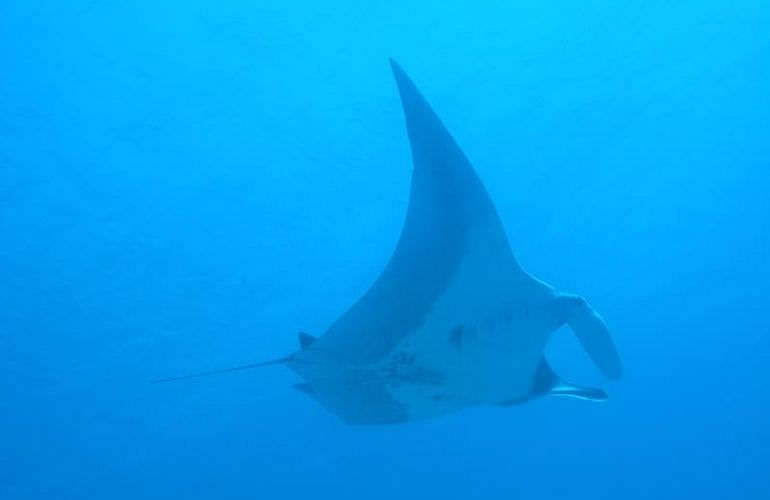 Fun Diving El Gouna - Ganztägige Tauchfahrt mit 2 Tauchgängen