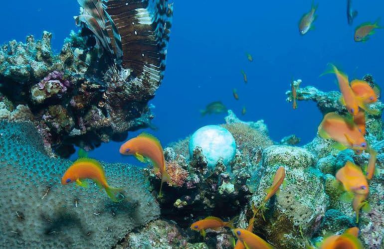 PADI Open Water Diver, der Einsteiger Tauchkurs in El Gouna