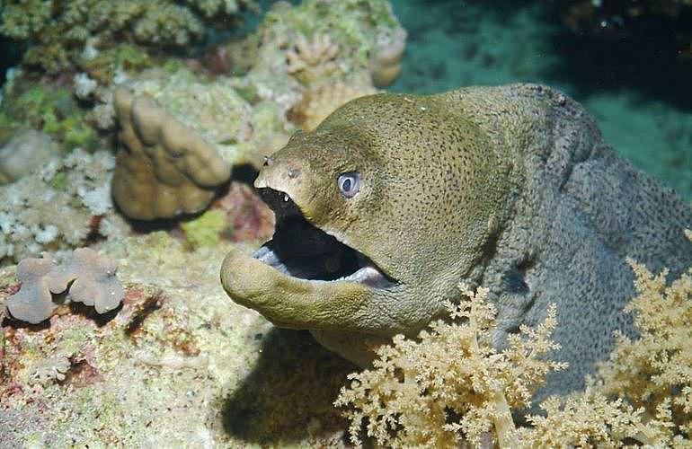 PADI Advanced Open Water Diver, Tauchkurs für Fortgeschrittene in El Gouna