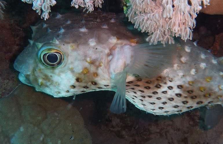 Fun Diving El Gouna - Ganztägige Tauchfahrt mit 2 Tauchgängen